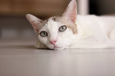 Kedi oturma odasında yerde yatıyordu.