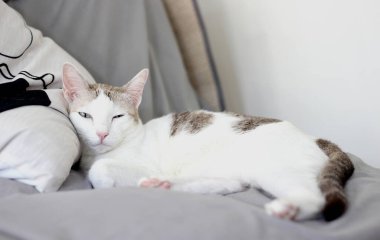 Kedi gri kanepeye uzandı ve göz kırptı.