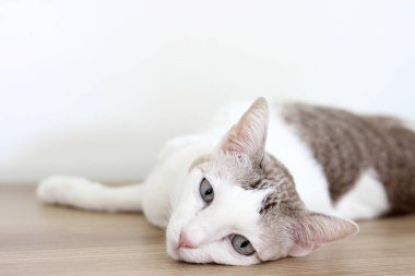 Kedi beyaz duvar odasındaki ahşap masada yatıyordu.