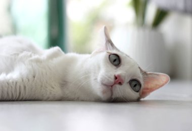 Kedi yerde yatıyordu.