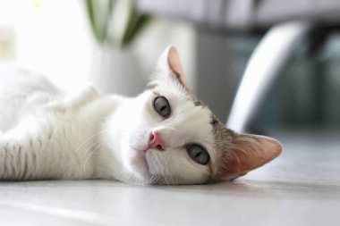 Kedi yerde yatıyordu.