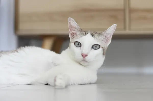 Kedi oturma odasında yerde yatıyordu.