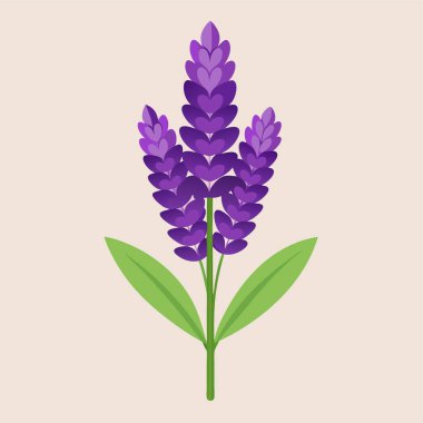 Beyaz arkaplanda lavanta izole.