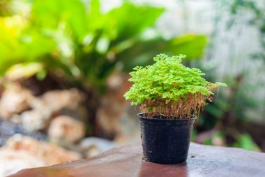 arkaplanı bulanık bitki saksısı