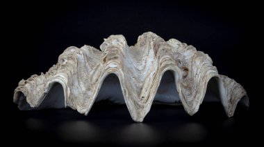 Half shell of a giant sea clam Tridacna