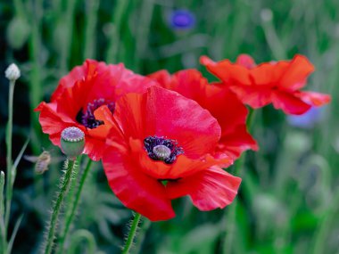 Çiçek tarlasında henüz çiçek açmamış haşhaş çiçekleri ve tomurcukları