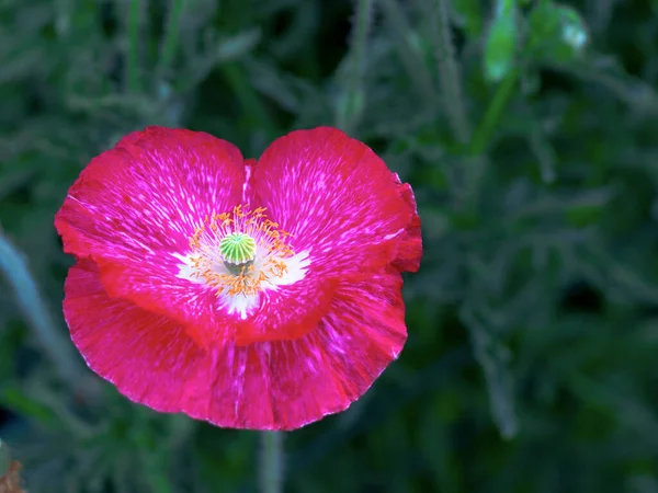 孤独的红罂粟及其开放的核心 — 图库照片