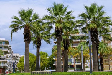 Sıcak bir sonbahar gününde Salou güvertesinde palmiye ağaçları