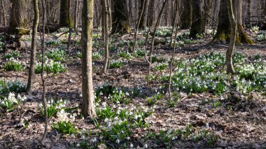 Soğuk Yar 'da kardamlaları çiçek açıyor. Çerçeve bölgesi. Ukrayna. 9 Mart 2024