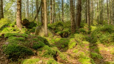 Ormanda, Karpatlar 'da güneşli bir gün