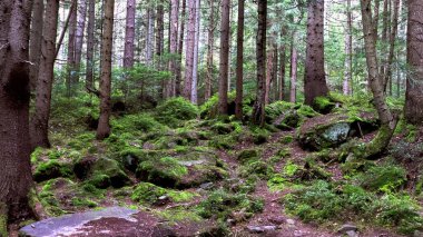 Ormanda, Karpatlar 'da sonbahar günü.