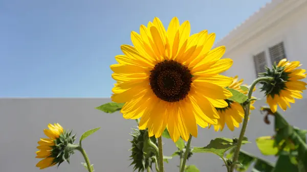 Vibrant sunflower, white architecture, clear blue sky
