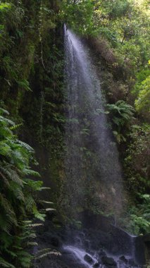 Bereketli yeşillik çerçeveleri sakin şelale