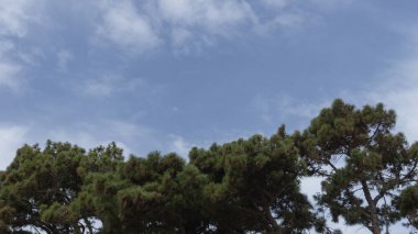 Huzurlu bir gökyüzünün altında yemyeşil ağaçlar.