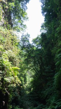 Bereketli orman tepe örtüsü güneş ışığıyla yıkandı..
