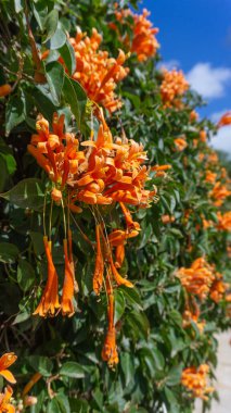 Flame vines vibrant orange blossoms evergreen allure clipart