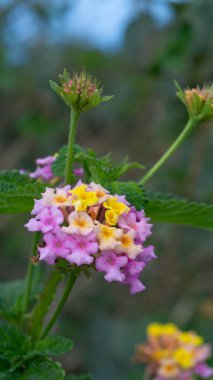 Lantana Camara çiçek açıyor, canlı, renkli bir görüntü.