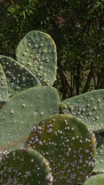 Nopal enduring arid climate, resilient beauty clipart