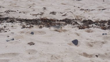Camouflaged bird on serene beach clipart