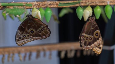 Elegant butterflies, metamorphosis captured vividly clipart