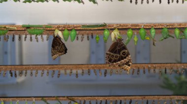 Konservatuarda Caligo Pupae Dönüşümü