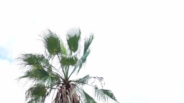 Anmutige Palme Die Tropische Ruhe Verkörpert — Stockvideo