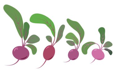 Vector beetroots set isolated on a white background. Can be used for healthy or vegeterian food concept.