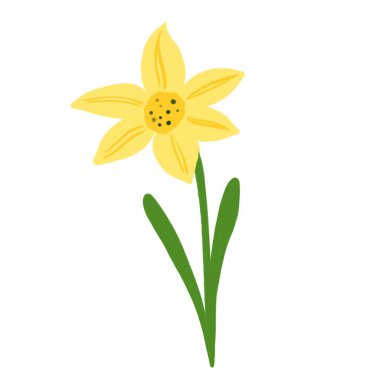 İlkbaharda çiçek açan sarı nergis yapraklı. El çizimi illüstrasyon, baskı, poster, kart ya da afiş için iyi.