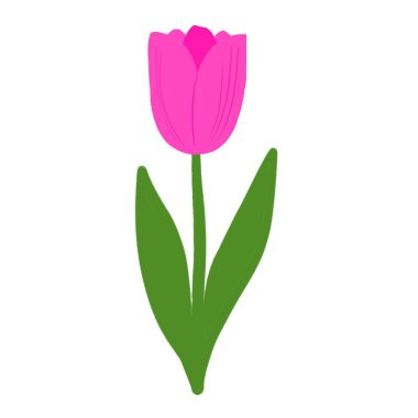 Baharın ilk çiçek açması, yapraklı pembe lale. El çizimi illüstrasyon, baskı, poster, kart ya da afiş için iyi.