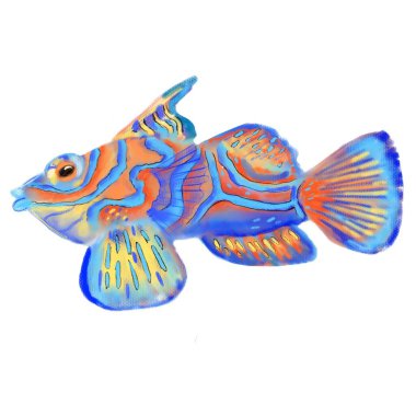 Açık deniz resifi mandalina balığı çizimi, tropikal egzotik okyanus eli yumuşak pastel tarzında sanat çizimi..