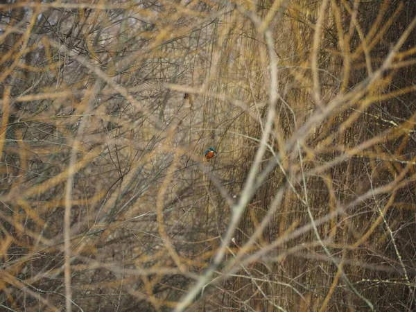 Kingfisher Est Assis Dans Des Branches Sur Une Rive Rivière — Photo