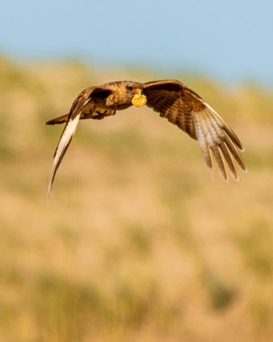 Uçan vahşi kuş. Sarı doğa geçmişi. Yüksek kalite fotoğraf
