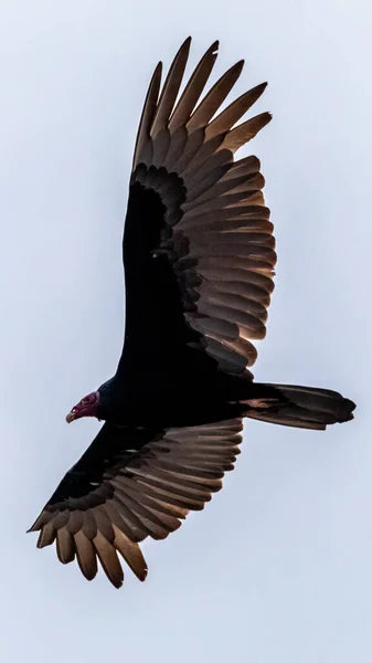 土耳其秃鹫在蓝天的天空中俯瞰着地面 红色的头可见 尾巴和翅膀伸展 高质量的照片 — 图库照片