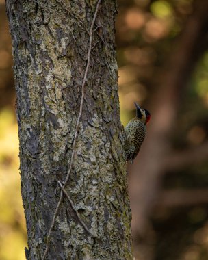 Bir ağaç üzerinde duran kuş, arka planda birçok yeşil ve sarı bitkiler. Patagonya, Arjantin. Yüksek kalite fotoğraf