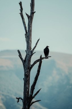 Ağaçta duran kuş, arka planda muhteşem Patagonya, Arjantin. Yüksek kalite fotoğraf