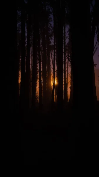 秋の森の風景の中に夕日 暗い森は夕日の光に照らされています 地面に落ちた葉 秋の森の裸の木の幹 高品質の写真 — ストック写真
