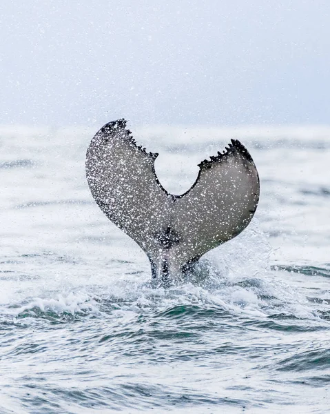 Humpback Whales Swimming Uvita Puntarenas Costa Rica High Quality Photo — Stock Photo, Image