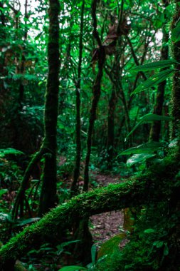 Kosta Rika yağmur ormanlarını kapatın. Yüksek kalite fotoğraf