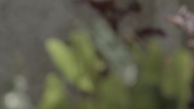 Defocused leaves  background.a blurry abstract background of leaves blowing in the wind