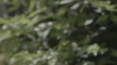 Defocused leaves  background.a blurry abstract background of leaves blowing in the wind