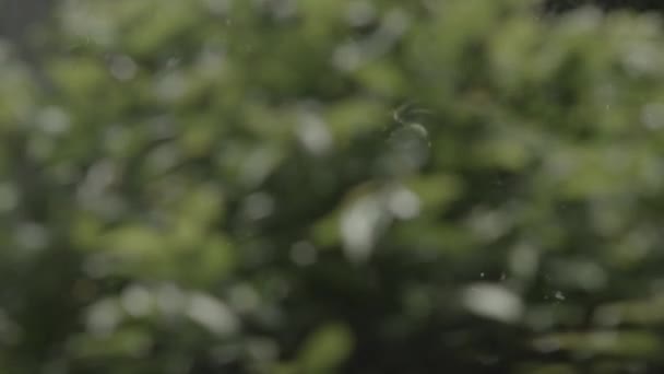 Defocused Leaves Background Blurry Abstract Background Leaves Blowing Wind — Video