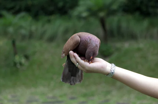 Eine Taube Die Auf Einer Mit Mais Gefütterten Hand Hockte — Stockfoto