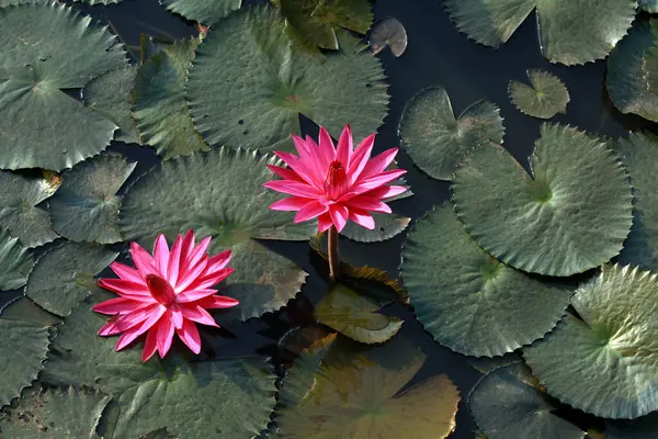 Nénuphar Lotus Rouge Fleurissant Sur Eau Plante Aquatique — Photo