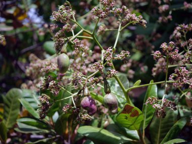 Bebek kaju meyvesi ağaçta asılı..