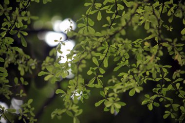 Doğa arka planda kalır. Yeşil yapraklar arkaplan