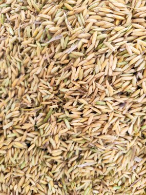 Bir hasırın üzerindeki pirinç tohumlarını kapatın. Üst Manzara Pirinç. Sarı çiğ pirinç yakın çekim .