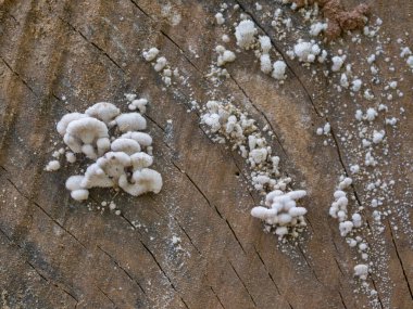 Ağaç mantarı. Ağaç gövdelerine bağlı mantarlar