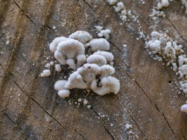 Ağaç mantarı. Ağaç gövdelerine bağlı mantarlar