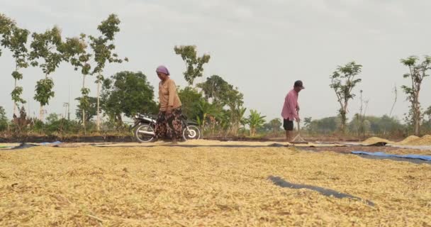 Madiun Indonezja Września 2023 Rolnicy Tradycyjnie Suszą Ryż Susząc Przy — Wideo stockowe