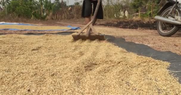 Madiun Indonésie Sept 2023 Les Agriculteurs Séchent Riz Traditionnellement Séchant — Video